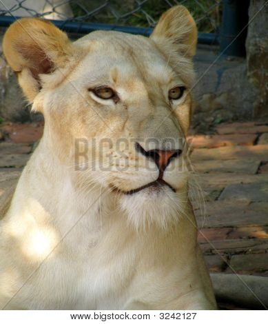 Lady Lion