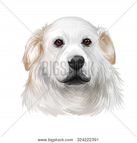Kuvasz Hungarian Ancient Breed Of Livestock Dog Digital Art Illustration. Pet And Guard Dog, Origina