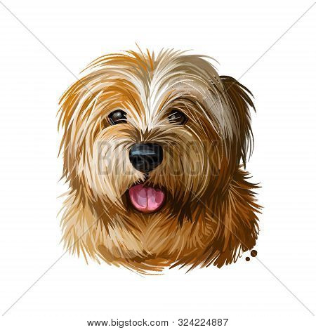 Norfolk Terrier, Watercolor Portrait Of Canis Lupus Familiaris Digital Art. Dog Originated From Grea
