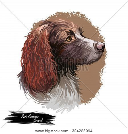 Pont-audemer Spaniel Dog Portrait Isolated On White. Digital Art Illustration Of Hand Drawn Dog For 