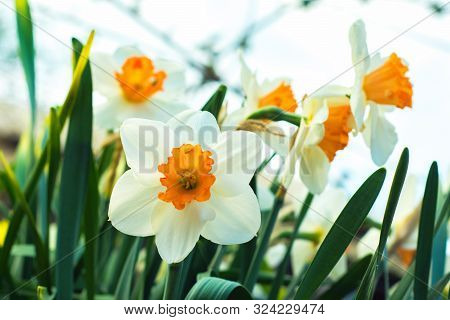 Close-up Of Narcissus Flowers From The Lower Corner. Narcissus Flowers Close-up With Green Grass And