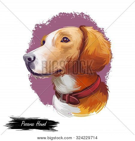 Posavac Hound Dog Portrait Isolated On White. Digital Art Illustration Of Hand Drawn Dog For Web, T-