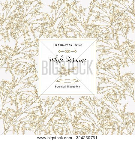 White Jasmine Background, Jasminum Officinale Flowers And Leaves. Medical Plants Hand Drawn. Vector 