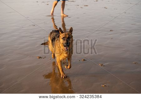 German Shepherd Dog Running Free Off The Leash And Playing On A Friendly-dog Beach At Sunset. Pet Fr