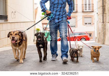 Smiling Professional Dog Walker With Dogs On Leash On A Walk In The City