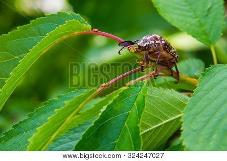 Marble Beetle On A Leaves Sweet Cherry. Polyphylla Fullo Ordinary. Beetle Cockchafer Marble Close-up