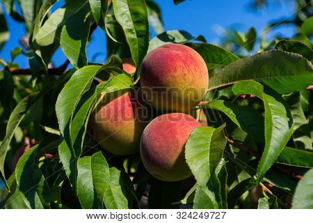 Peaches On Tree. Beautiful Peaches On Tree. Green Fruit Garden. Peaches Close Up.