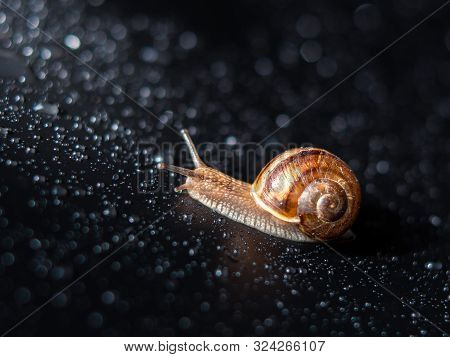 Cute Little Snails On The Mushroom. A Closeup. Beautiful Background.