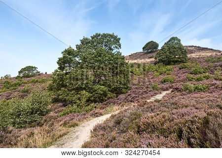 Heather On A Hill Near Silkeborg, Denmark