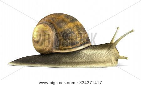 Gsrden Snail 3d Render On White Close Up