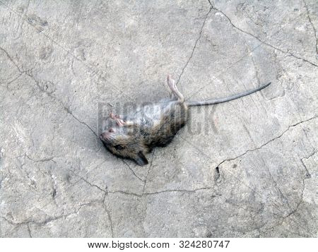 The Corpse Of A Mouse Lies On Concrete. Stock Photo