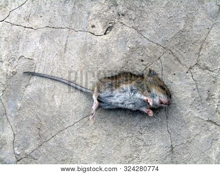 The Corpse Of A Mouse Lies On Concrete. Stock Photo