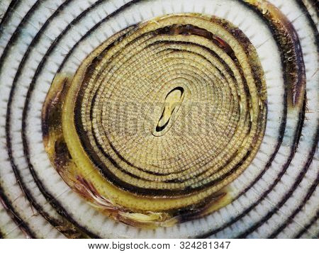 Bamboo shoot internal structure. Cross section of bamboo shoot tip.   