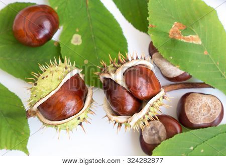 Chestnuts Seeds. Chestnut Leaves. Autumn Composition With Chestnuts In The Wooden Table.