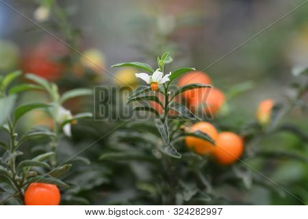 False Jerusalem Cherry - Latin Name - Solanum Pseudocapsicum