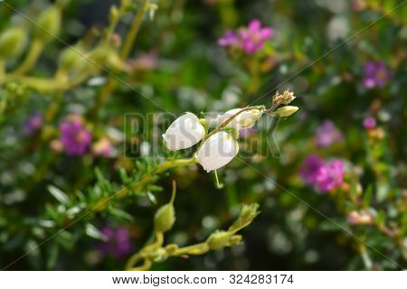 St Dabeocs Heath Flower - Latin Name - Daboecia Cantabrica