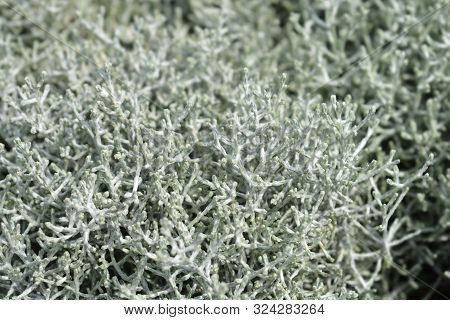 Silver Cushion Bush - Latin Name - Calocephalus Brownii
