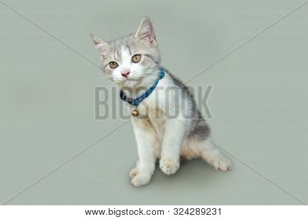Dicut Of The Scottish Fold Kittens Are Sitting On Soft Green Background.