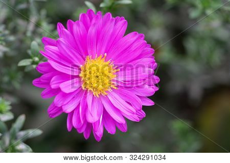 Bushy Aster (aster Dumosus), Close Up Of The Flower Head