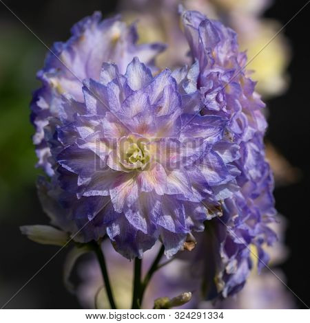 Candle Larkspur (delphinium Elatum), Close Up Of The Flower Head