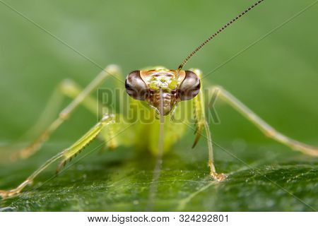 Selective Focus Of The Face Of The Grasshopper Leaves. Front View Of The Grasshoppers On Green Leave