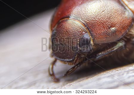 Brown Beetle On Dry Branches With A Black Background. Selective Focus Of The Dynastes Hercules Femal