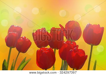 A Lot Of Bright Red Tulips On A Yellow Background.