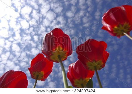 Red Tulips Shot From Below Against The Blue Sky With White Clouds.