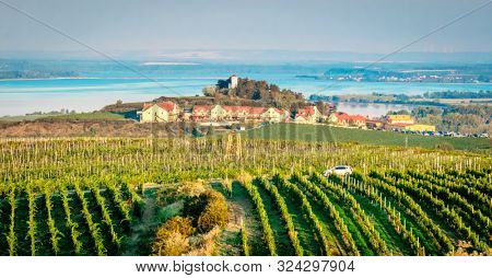 Beautiful mornong view of stripe planted green grapes and buildings on a hill
