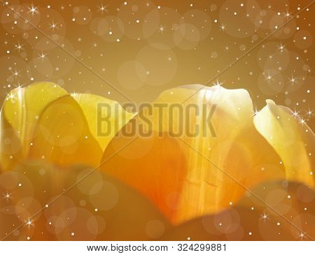 Petals Of A Yellow Tulip Close Up On A Golden And Shining Background.