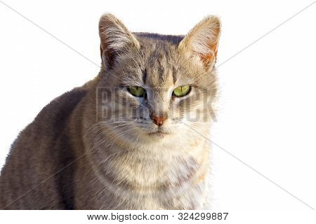 Gray Cat Isolated On A White Background.