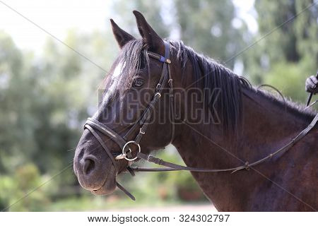 Beautiful Young Curious Saddle Horse Waiting For Riders. Purebred Horse Standing In The Barn Yard At