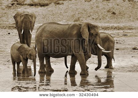 Elefant