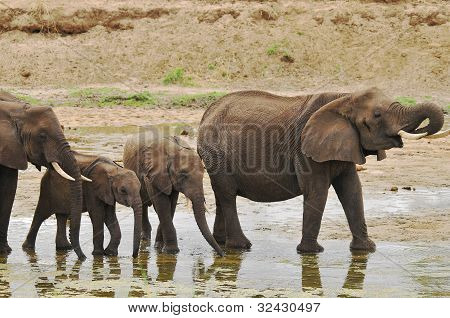 Elefant