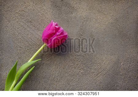 Purple Tulip On A Gray Wall Background.