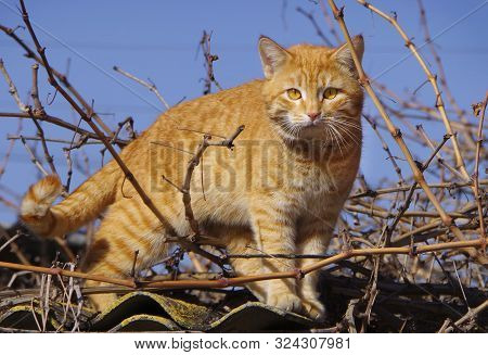 Street Red Cat Walks Among The Branches.
