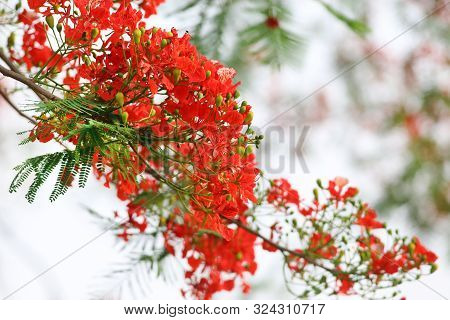 Delonix Regia Or Krishnachura Outdoor In Bangladesh