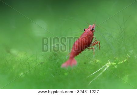 Red Cherry Shrimp In A Planted Aquarium