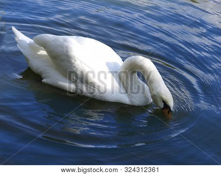 A White Swan Swims In The Blue Water Of A Lake.