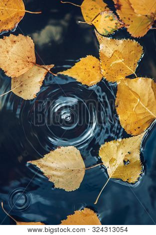 Big Drop Falling On Puddle Leaving A Radial Circles On Surface With Fallen Yellow Leaves On Water.