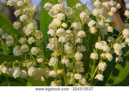 Delicate White Flowers Of Forest Lily Of The Valley.