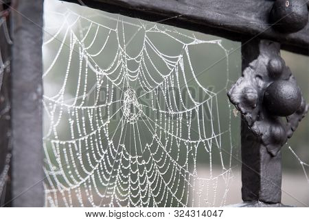 Dew Drops Like Beads In Spider Web Hanging At Old Iron Gate