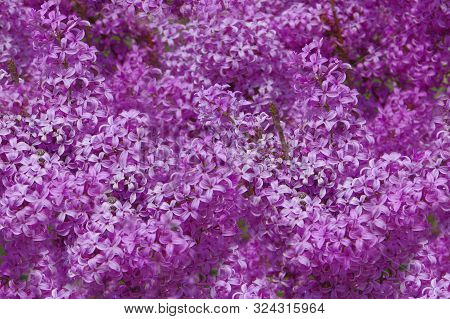 Violet Background From Dense Flowers Of Lilac.
