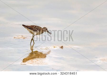 Wood Sandpiper Or Tringa Glareola Walks On Lake