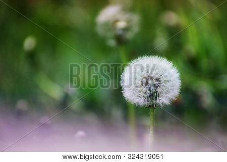 White Dry Dandelion Flower Closeup Against Green Grass And Other Blurry Dandelions With Copy Space. 