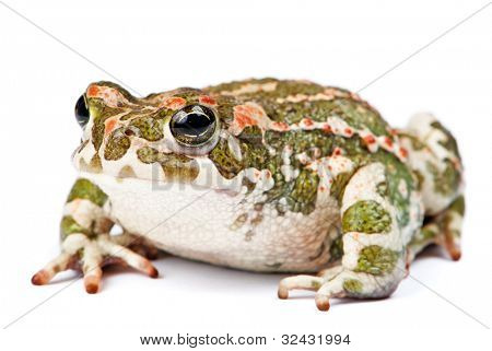Bufo viridis. Grønne tudse på hvid baggrund.