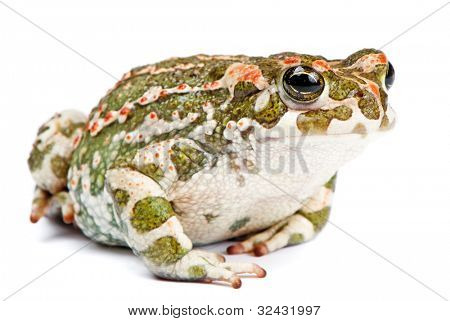 Bufo viridis. Grønne tudse på hvid baggrund.