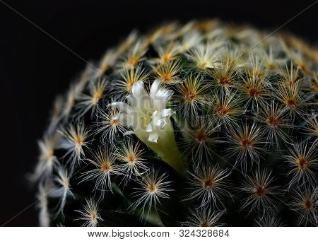 Close-up View Beautiful Cactus Flower On Black Background