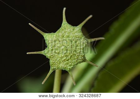Close-up View Of Beautiful Dorstenia Cactus Flower