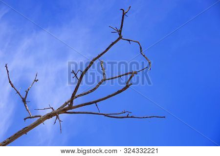 Dry Branch Of An Old Tree Against The Blue Sky.